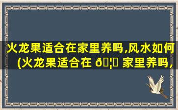 火龙果适合在家里养吗,风水如何(火龙果适合在 🦁 家里养吗,风水如何摆放)